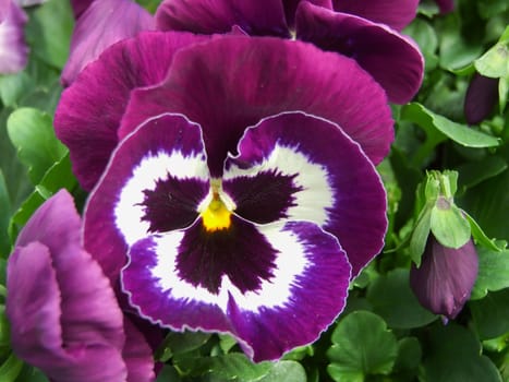 Purple and White Flower Pansies closeup of colorful pansy flower, pot plant. 