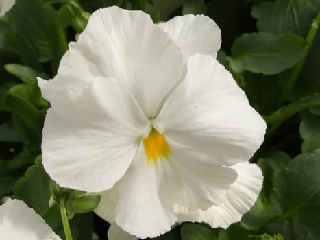 White Flower Pansies closeup of colorful pansy flower, pot plant 