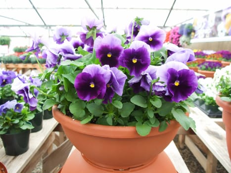 Purple Flower Pansies closeup of colorful pansy flower with yellow center, flower pot plant.