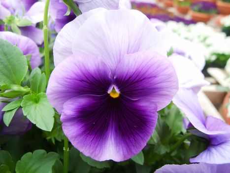 Purple Flower Pansies closeup of colorful pansy flower with yellow center, flower pot plant.