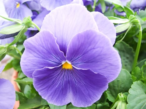 Blue Flower Pansies closeup of colorful pansy flower with yellow center, flower pot plant.