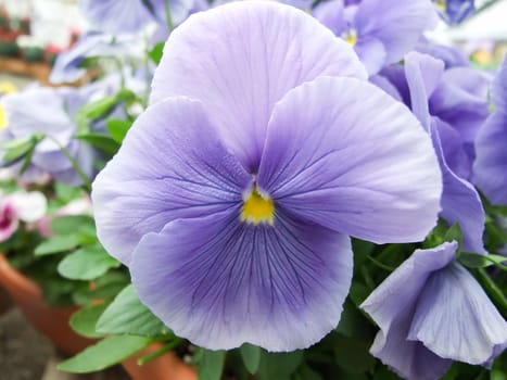 Blue Flower Pansies closeup of colorful pansy flower with yellow center, flower pot plant.