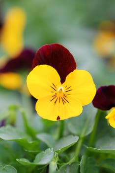 Yellow and Black Flower Pansies closeup of colorful pansy flower, pot plant.