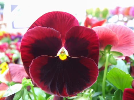 Red and Black Flower Pansies closeup of colorful pansy flower with yellow center, flower pot plant.