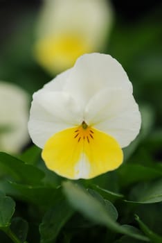 Light Yellow Flower Pansies closeup of colorful pansy flower, pot plant.