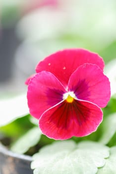 Red Pansies closeup of colorful pansy flower, pot plant. 