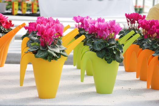 Cyclamen with pot in nursery. Flower greenhouse. Primulaceae Family. Cyclamen persicum.