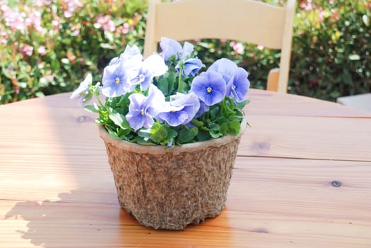 Blue Flower Pansies closeup of colorful pansy flower in the basket on the table.