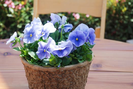 Blue Flower Pansies closeup of colorful pansy flower in the basket on the table.