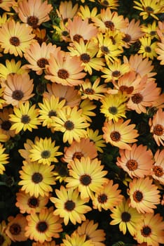 Orange osteospermum or dimorphotheca flowers in the flowerbed, orange flowers.