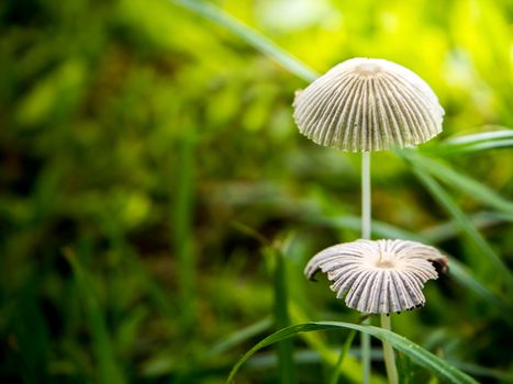 The fragile white mushroom Grows on green pasture