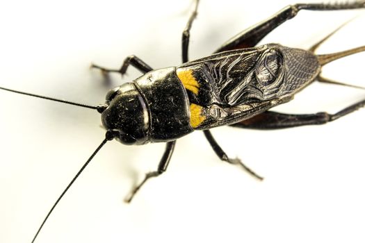 Common black cricket Gryllus bimaculatus degeer, isolated insect on white background