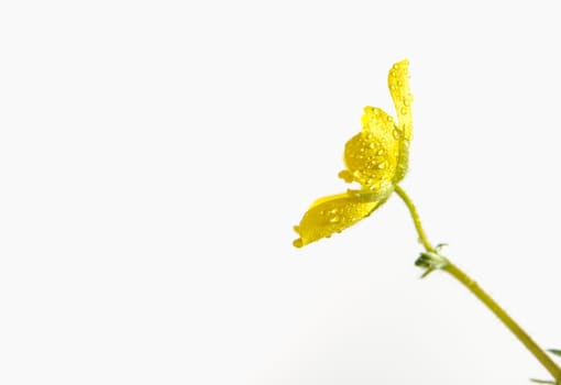 Yellow flower of small caltrops weed, isolated flower on white background