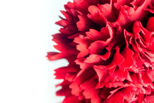 Detailed vivid red carnation  (Dianthus caryophyllus) blooming flower