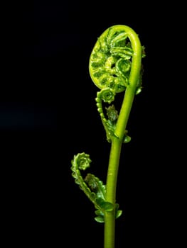 Freshness Green leaf of Fern on black background