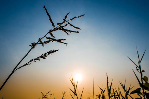 Silhouette Grass flower and colorful evening sky