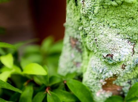 Close-up of beautiful green lichen, moss and algae growing covered on tree trunk in the garden