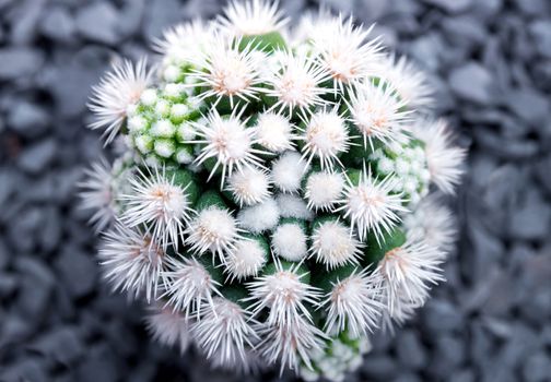 Cactus succulent plant close-up, Mammillaria vetula gracilis fragilis monstrose, Arizona Snowcap