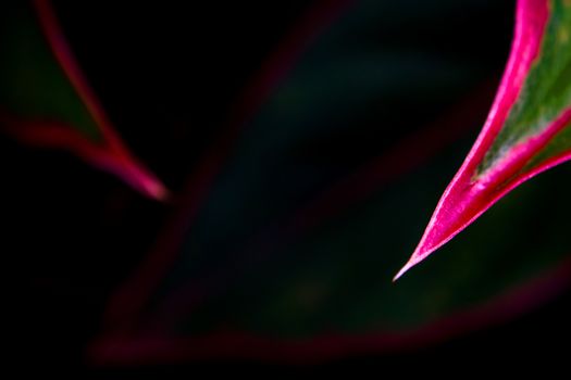 Close-up to detail vivid red and green color on leaf surface of Aglaonema 'Siam Aurola' beautiful tropical ornamental houseplant