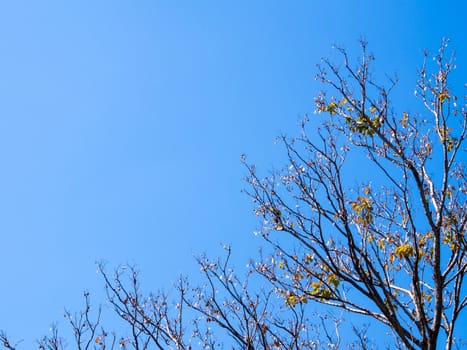 Dried pot of Burma Padauk on deciduous tree in the summer with blue sky background