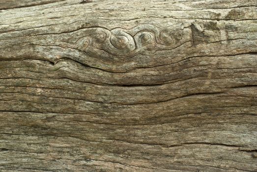 Texture of old stump