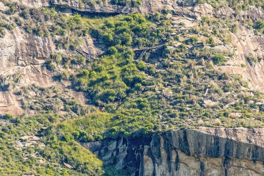 A wooden ladder on the slope of a mountain on the Wodehouse hiking trail 