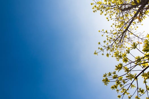 freshness leaves of cannonball tree on blue sky and sunlight background