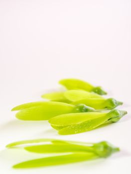 Young seed with fragile wing of White Meranti (Shorea roxburghii) fall on white background