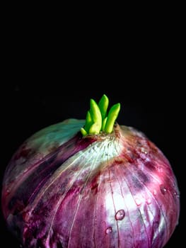 Freshness new bud leaves of red onion in black background