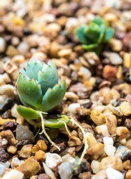 Sapling of Kalanchoe growing up on the gravel soil