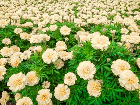 The marigolds field, pink color flower bed