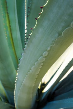 Agave succulent plant, close up white wax on freshness leaves with thorn of Agave leaf