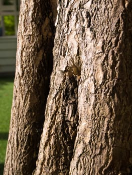 Close up to surface Texture of tree