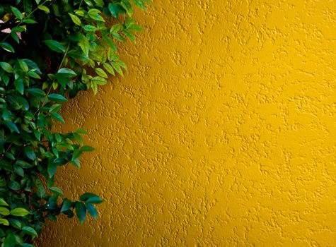 Ornamental plants on Concrete wall