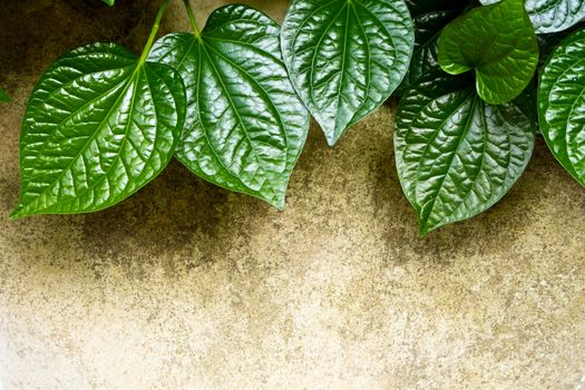 Leaves of Piper sarmentosum beside the concrete floor