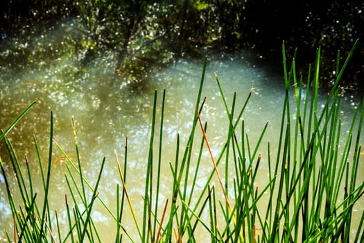 Reeds in water beside the canal