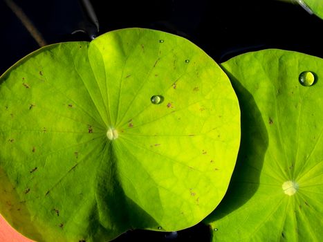 Water dew on lotus leaf