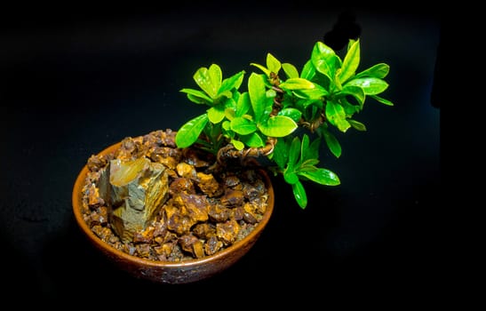 Small tree in the small ceramic pot on black background