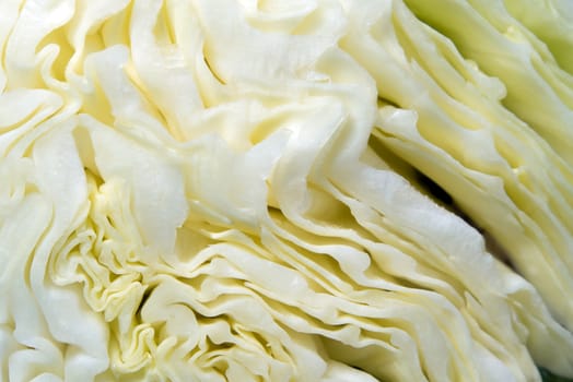 Close up to texture of cut surface inside a Cabbage