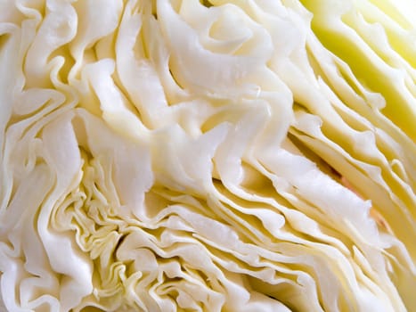 Close up to texture of cut surface inside a Cabbage