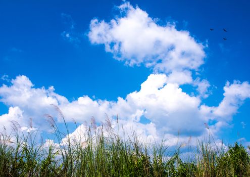 Flower of Kans grass sway in wind and the white clouds in blue sky