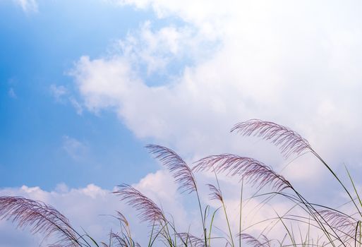 Flower of Kans grass sway in wind and the white clouds in blue sky