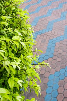 Small leaves of ornamental tree " Moke (Wrightia religiosa) " and the concrete blocks flooring