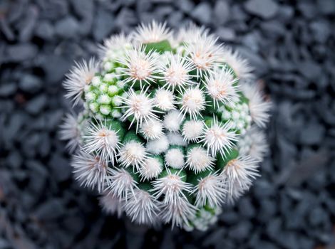 Cactus succulent plant close-up, Mammillaria vetula gracilis fragilis monstrose, Arizona Snowcap