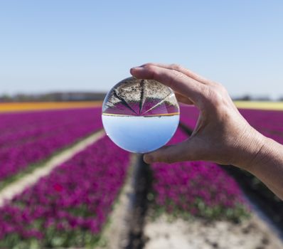 dutch tulips fields in purple seen through glass sphere ball in womans hand