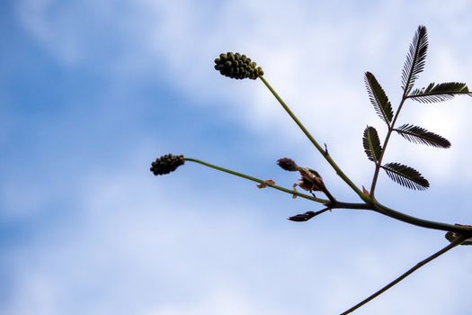 Flower and leaves of Giant mimosa in blue sky background, Alien species plants