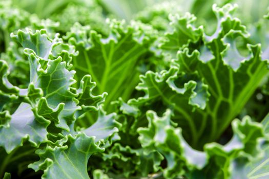 Freshness Ornamental Kale and cabbage, green background