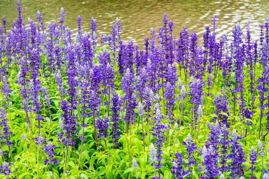 Flower bed of Blue Salvia, small blue flowers