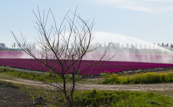 watering with an irrigation system sprinkler dutch tulips fields in purple