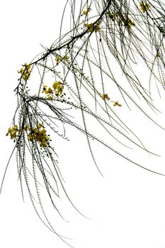 Needle shaped leaves of tree and yellow flower
